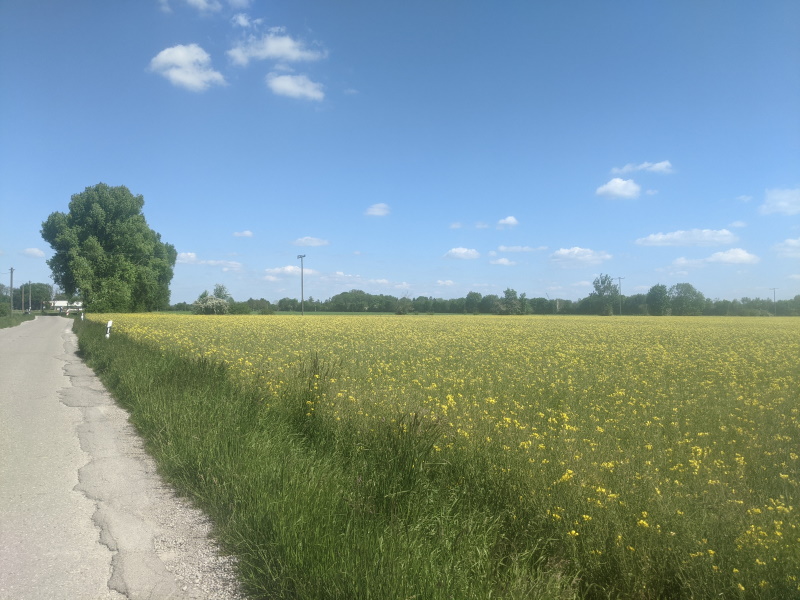 canola-field